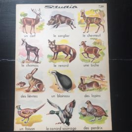 affiche studia animaux