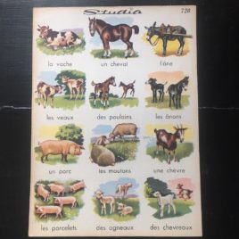 affiche studia animaux