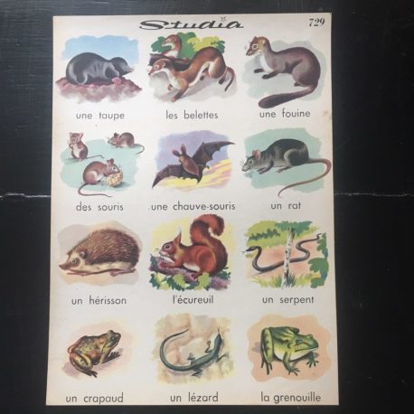 affiche animaux studia